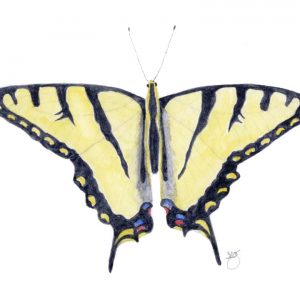Tiger Swallowtail Butterfly