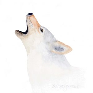 Howling Coyote