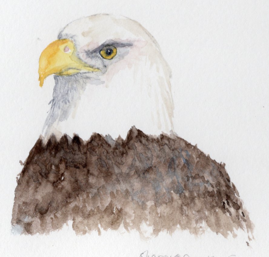 Bald Eagle – Rosehip Design Studio