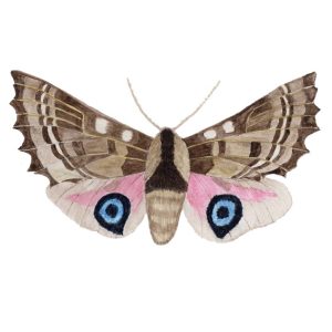 Sphinx Moth